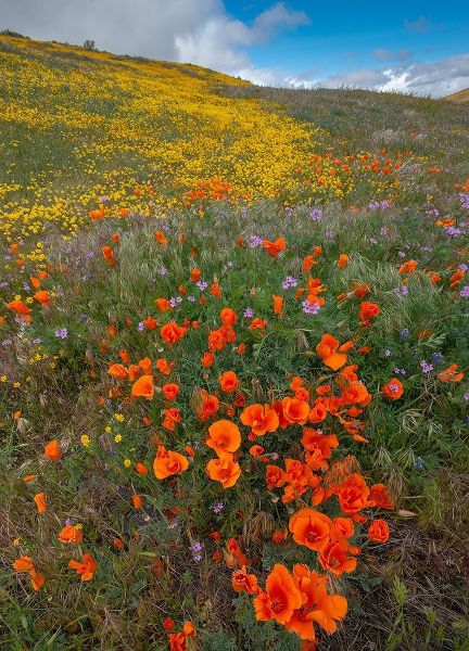 Orange Poppies-Goldfields and Filaree are protected from Wind near Lancaster and Antelope Valley